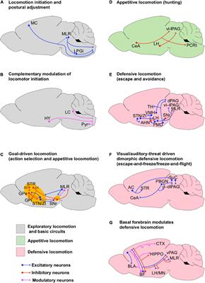 Circuits for State-Dependent Modulation of Locomotion